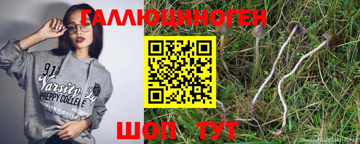 Кимры  Псилоцибиновые грибы мухоморы  Вход с VPN 